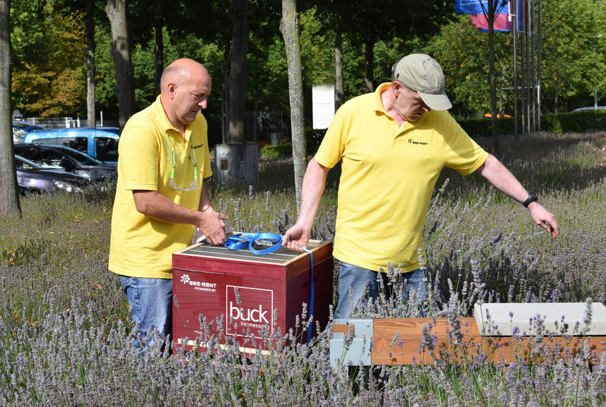 buck Bienen, bee-rent