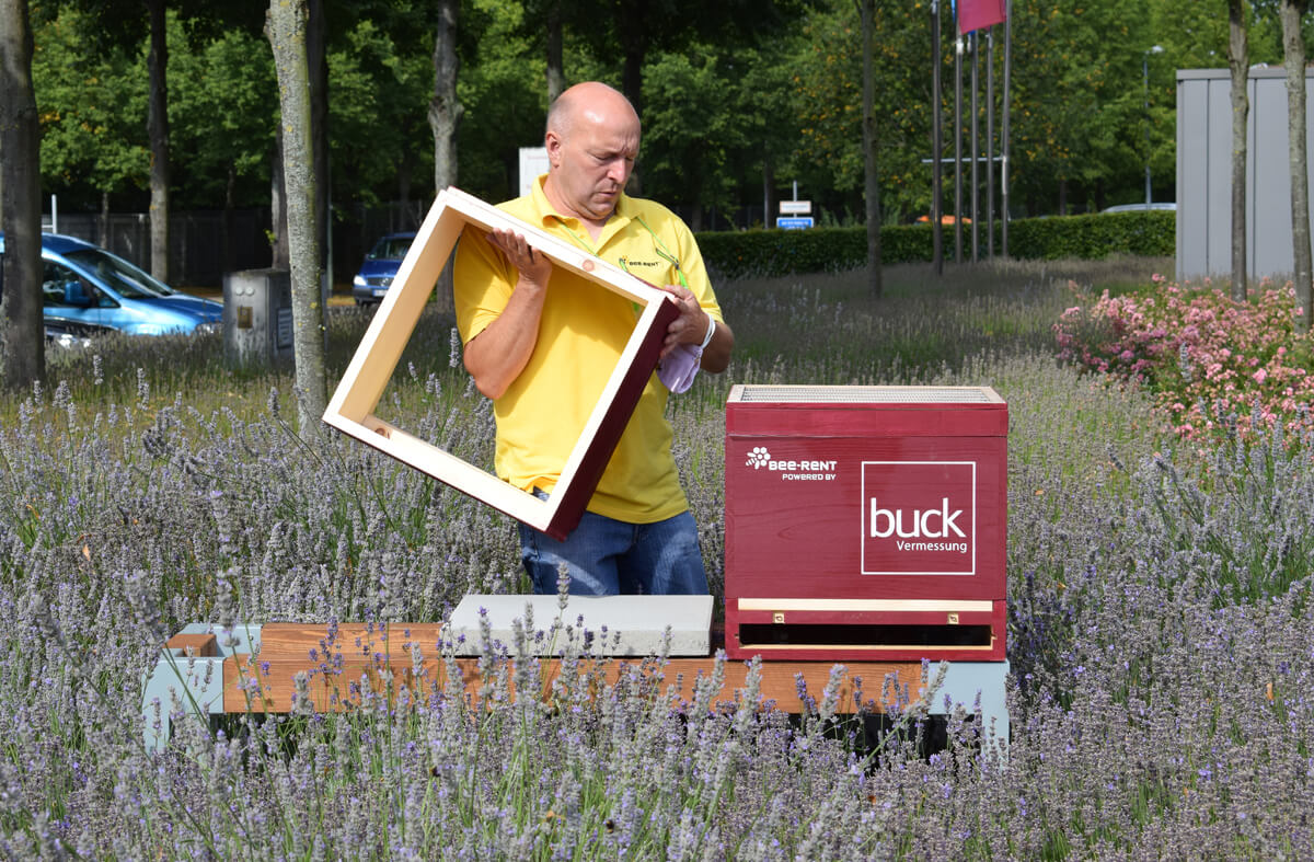 buck Bienen, bee-rent