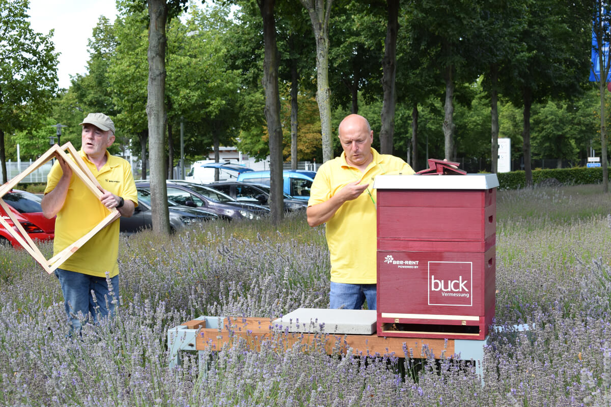 buck Bienen, bee-rent