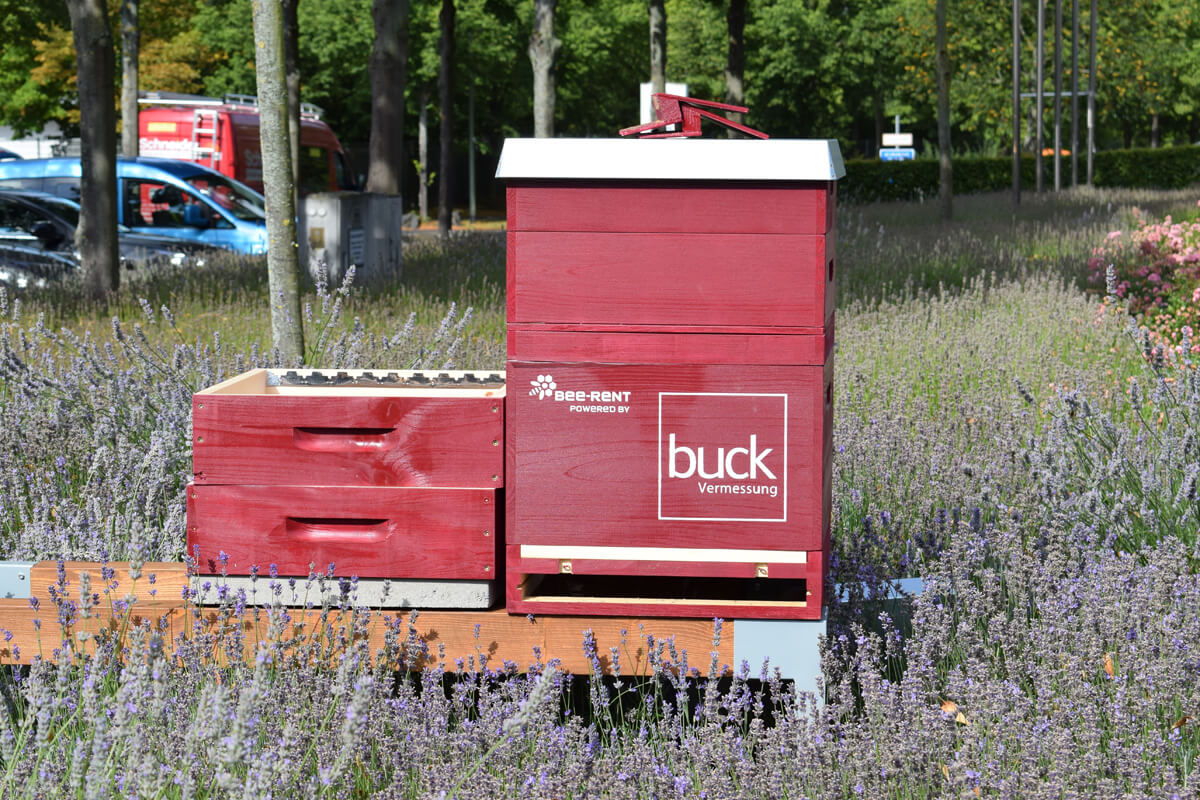 buck Bienen, bee-rent