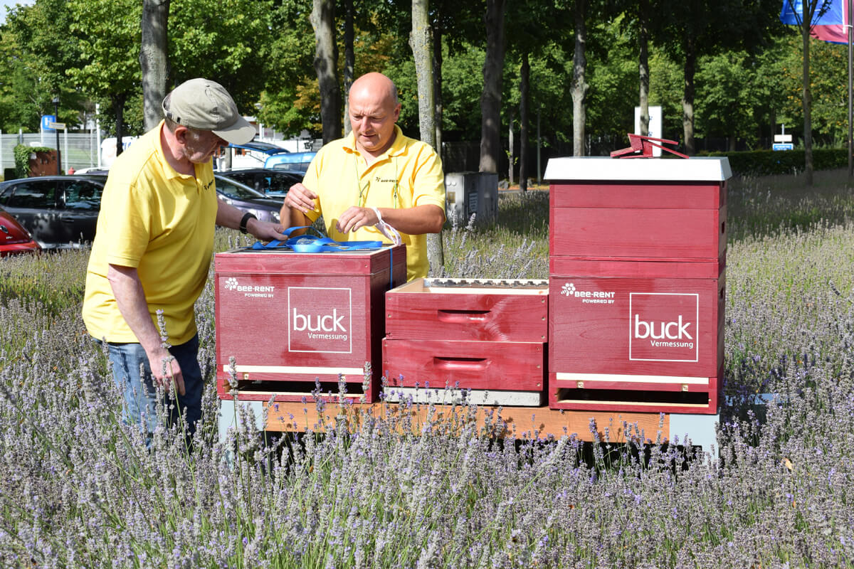 buck Bienen, bee-rent