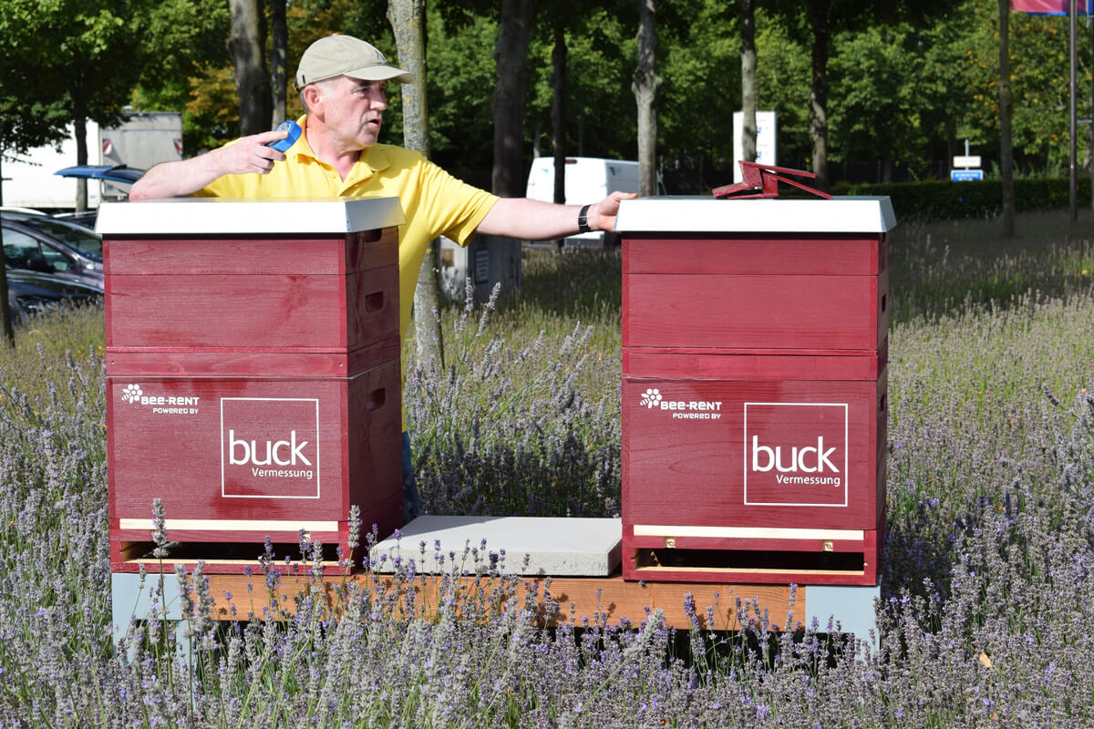 buck Bienen, bee-rent