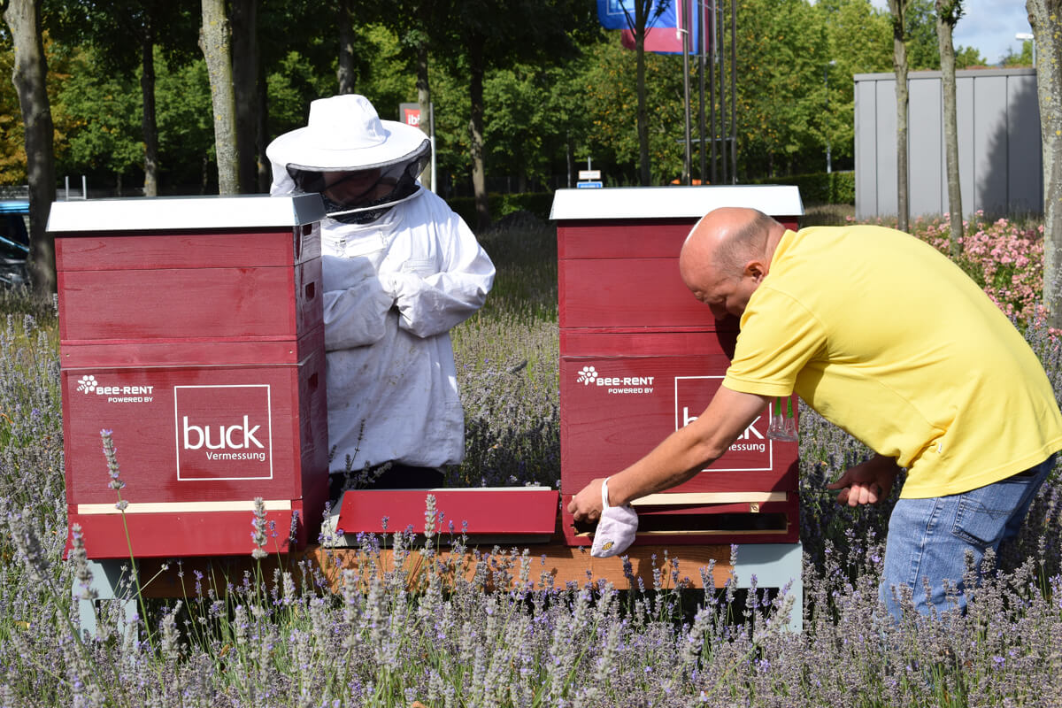 buck Bienen, bee-rent