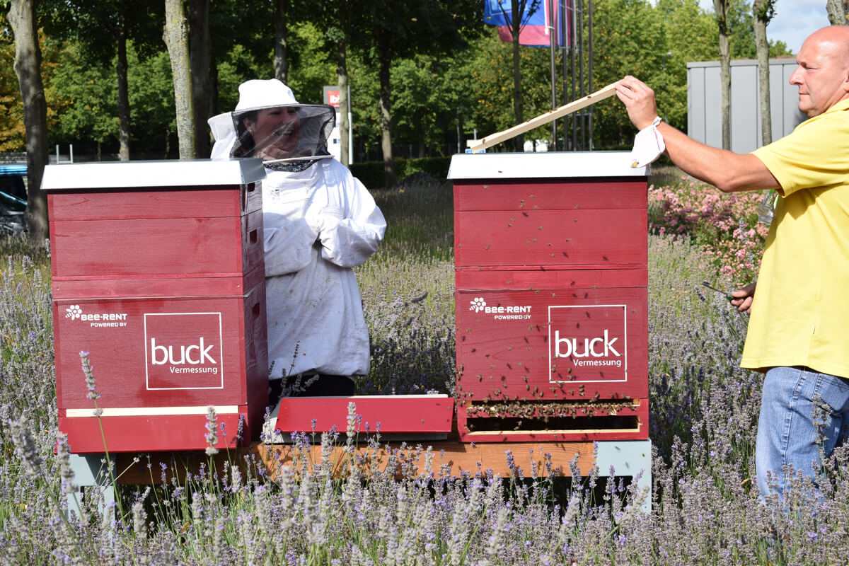 buck Bienen, bee-rent