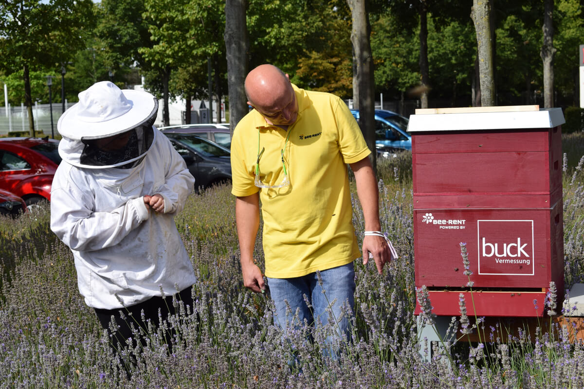 buck Bienen, bee-rent