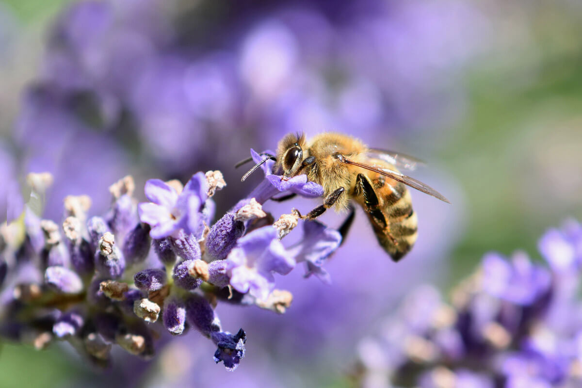 buck Bienen, bee-rent