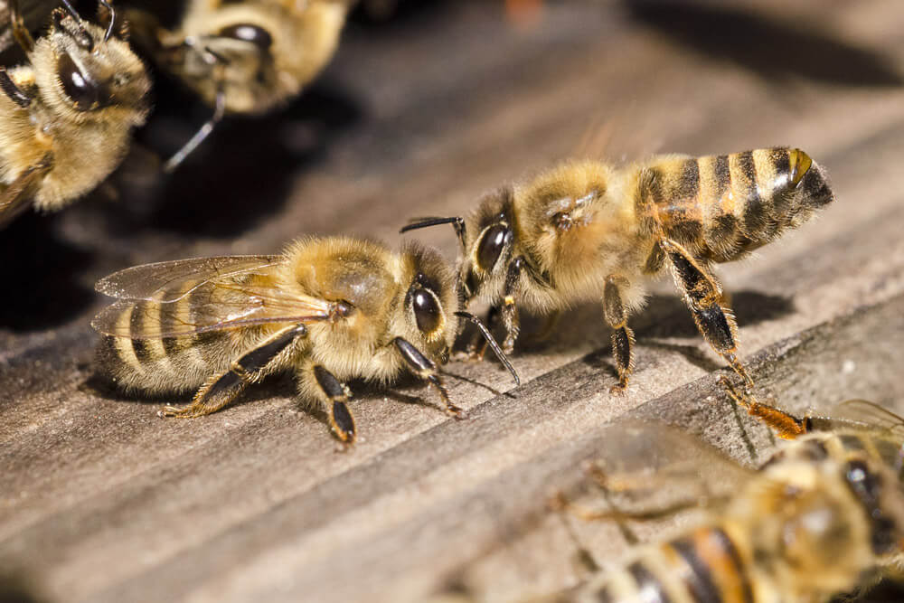 buck bienen, honigbienen