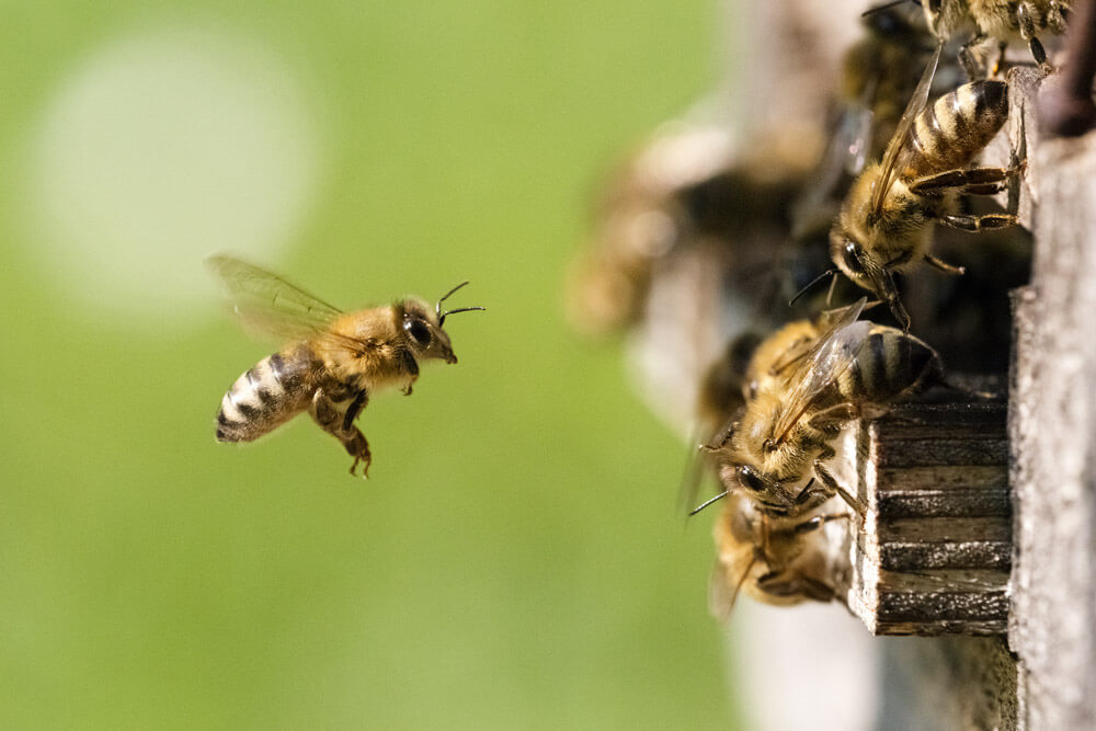 buck bienen, honigbienen