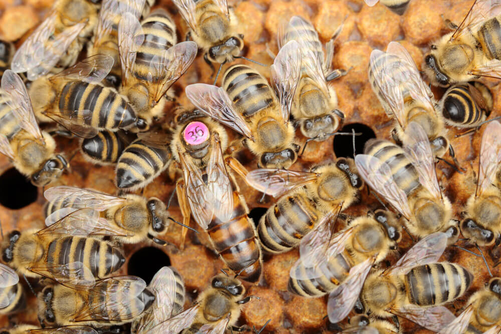 buck bienen, honigbienen