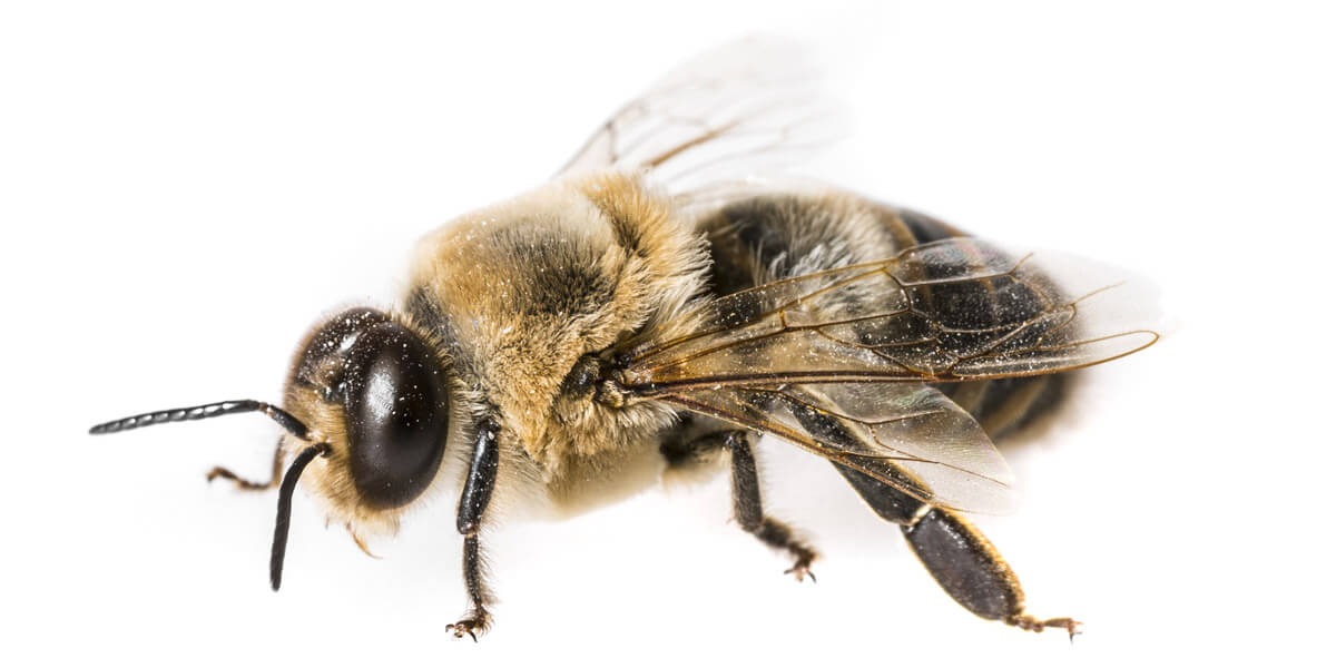 buck bienen, honigbienen, drohne