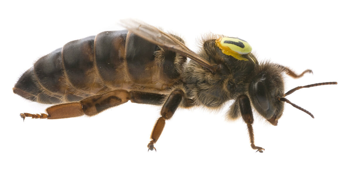 buck bienen, honigbienen, königin