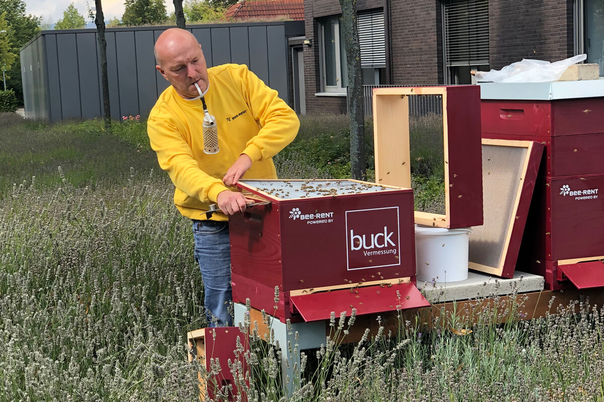 buck Bienen, bee-rent