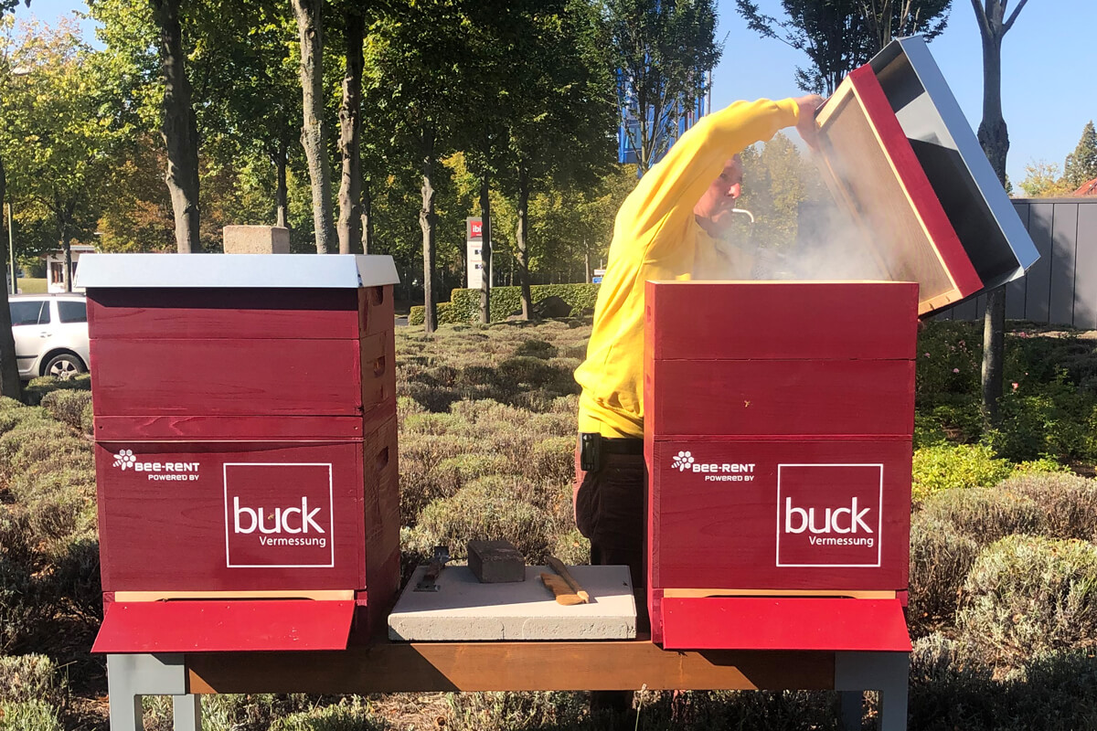 buck Bienen, bee-rent