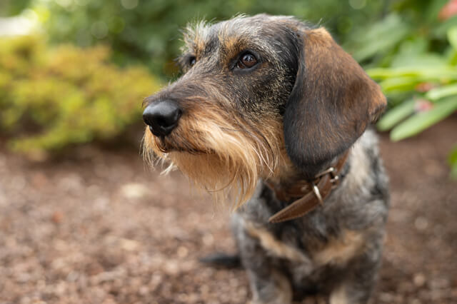 dackel, bürohund, anea, bürodackel