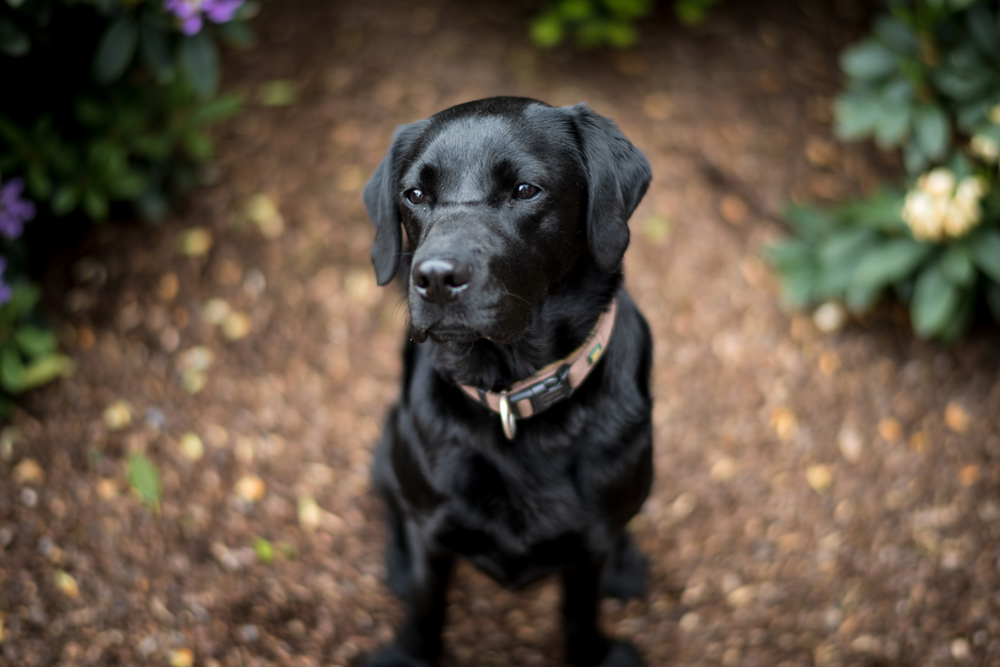 buck vermessung, vermessungsbüro, mitarbeiterin, team, bürohund, labrador, vier pfoten